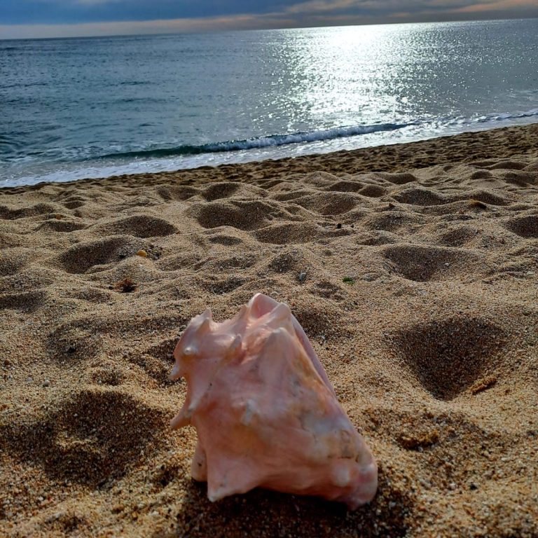 Conciencia de corazón Concha rosa sobre la arena de una playa, con el mar y el cielo al fondo.